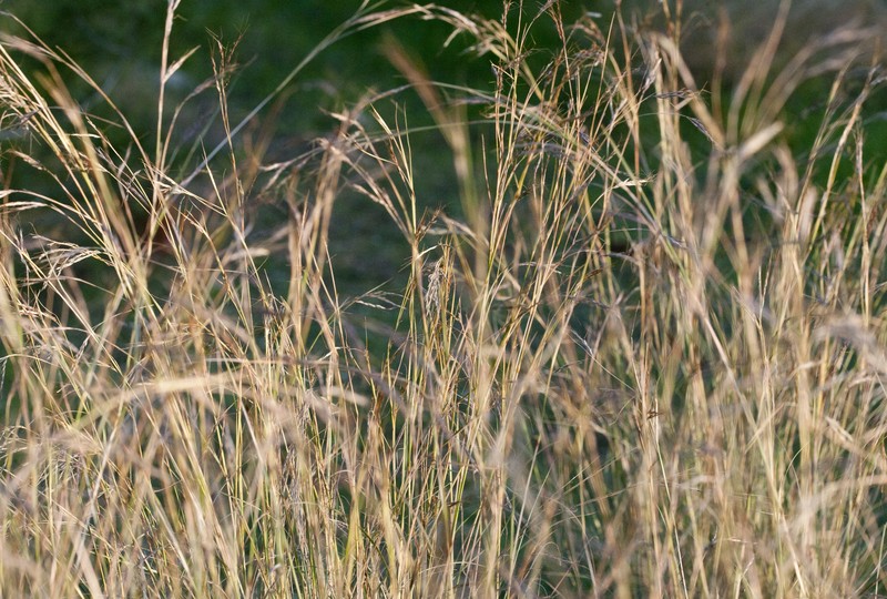 Thatching Grass photo 4