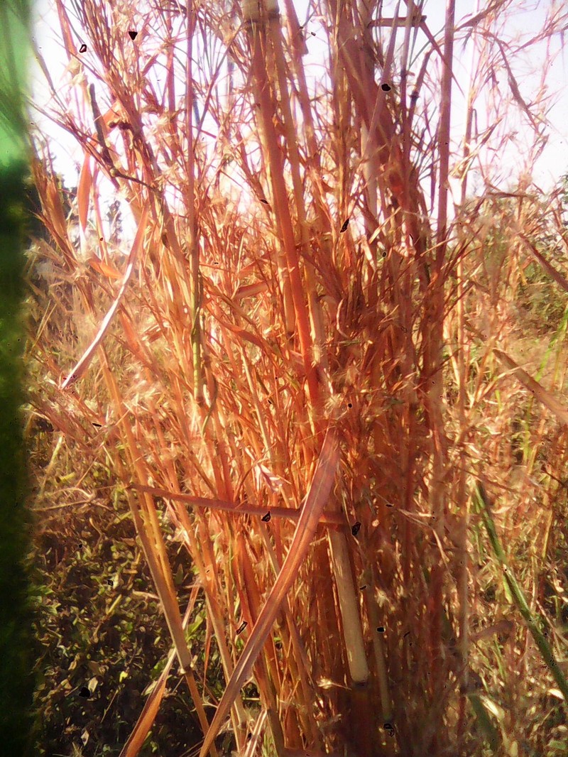 Jaraguagrass photo 4