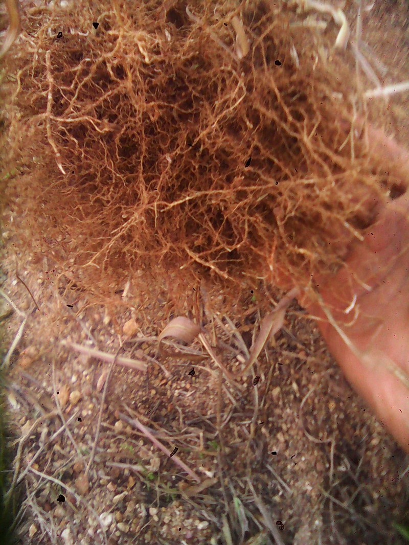 Jaraguagrass photo 5