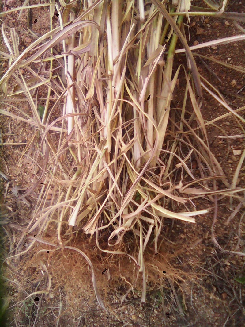 Jaraguagrass photo 2