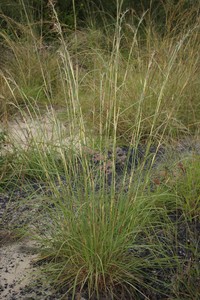 Jaraguagrass