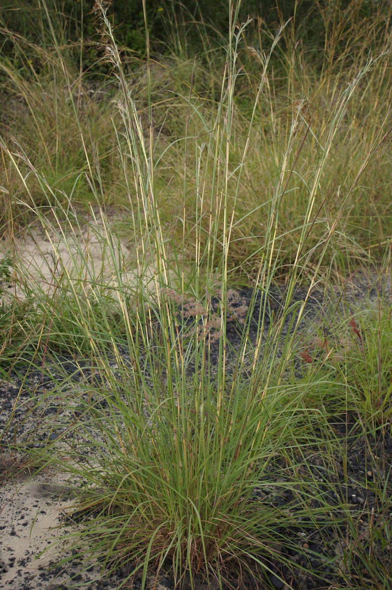 Jaraguagrass