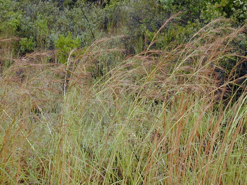 Jaraguagrass photo 3