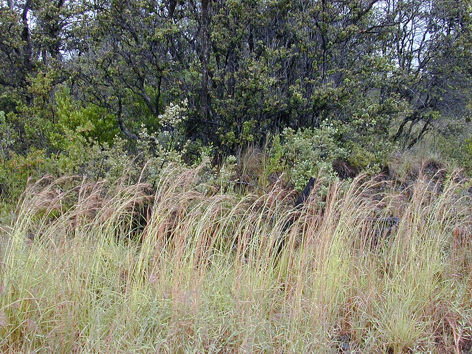 Jaraguagrass photo 6