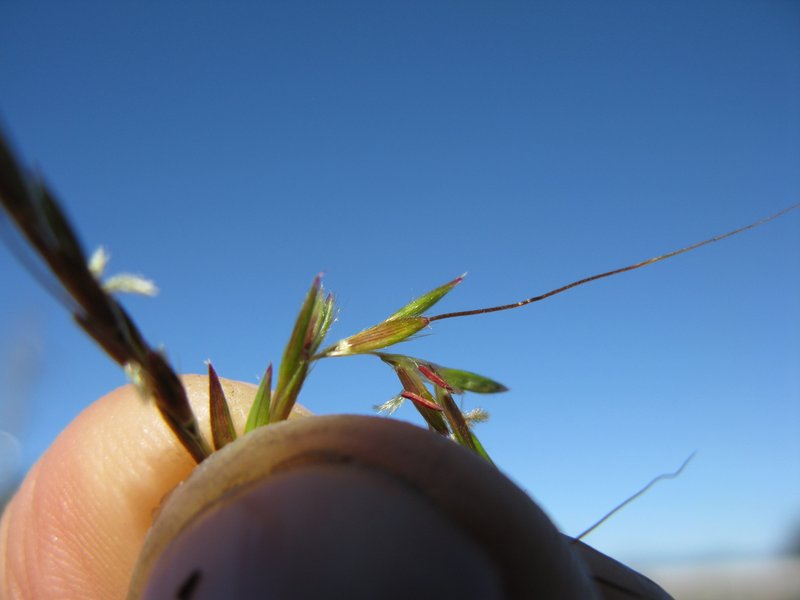 Jaraguagrass photo 8