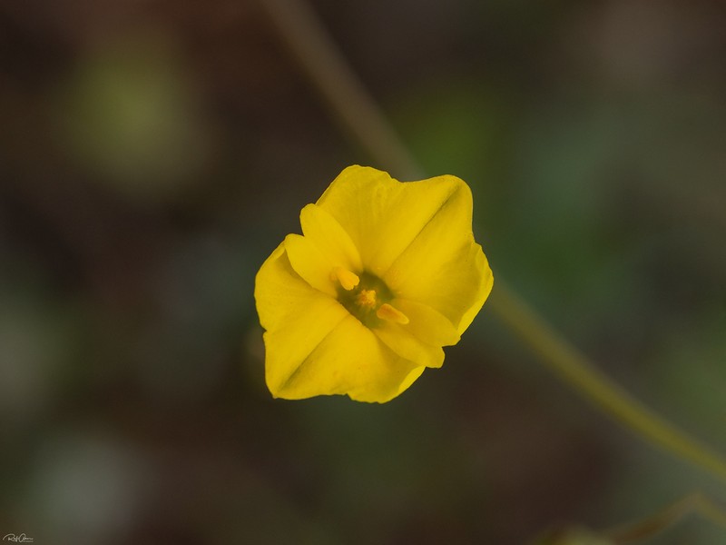 Hypecoum aegyptiacum