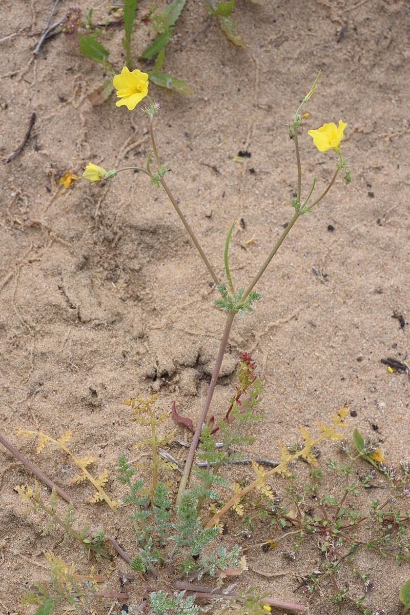 Hypecoum aegyptiacum photo 2