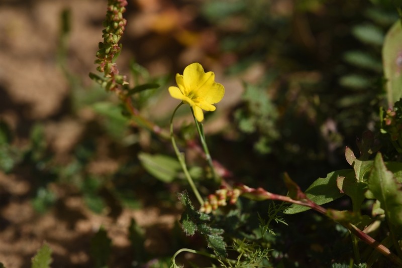 Hypecoum aegyptiacum photo 3