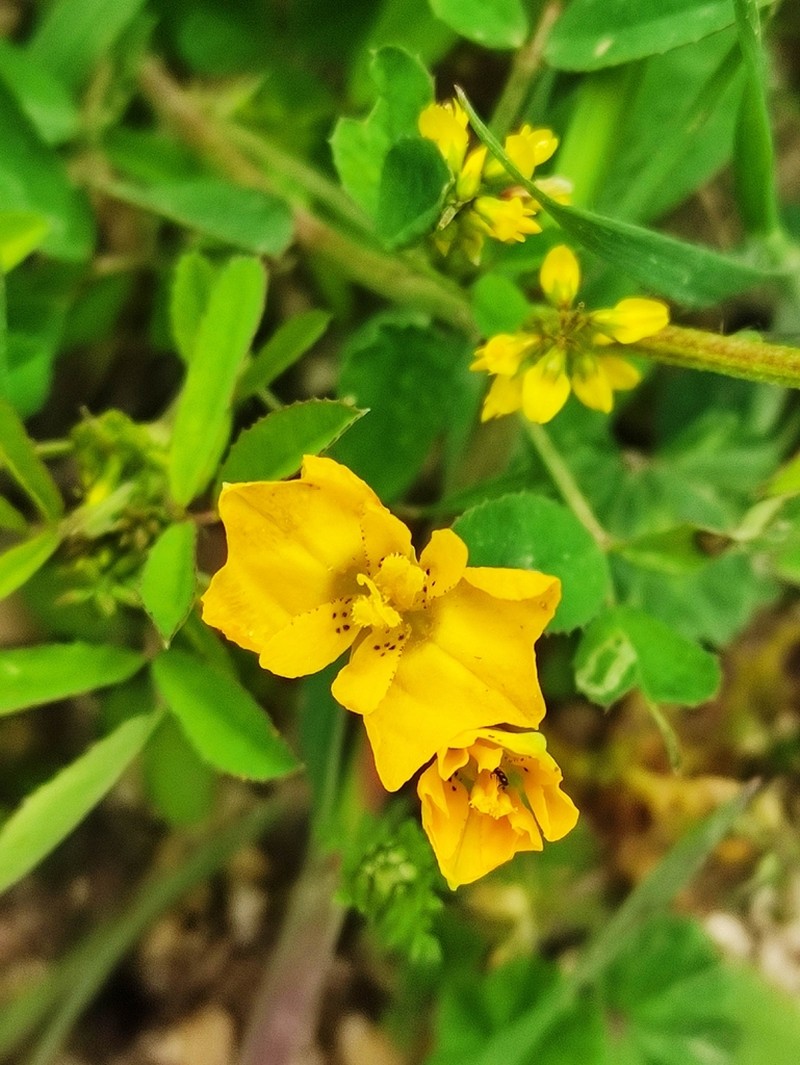 Hypecoum dimidiatum