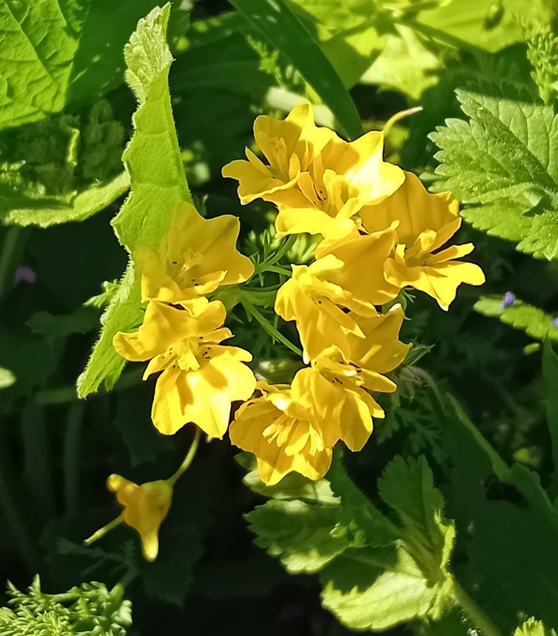 Hypecoum dimidiatum photo 2