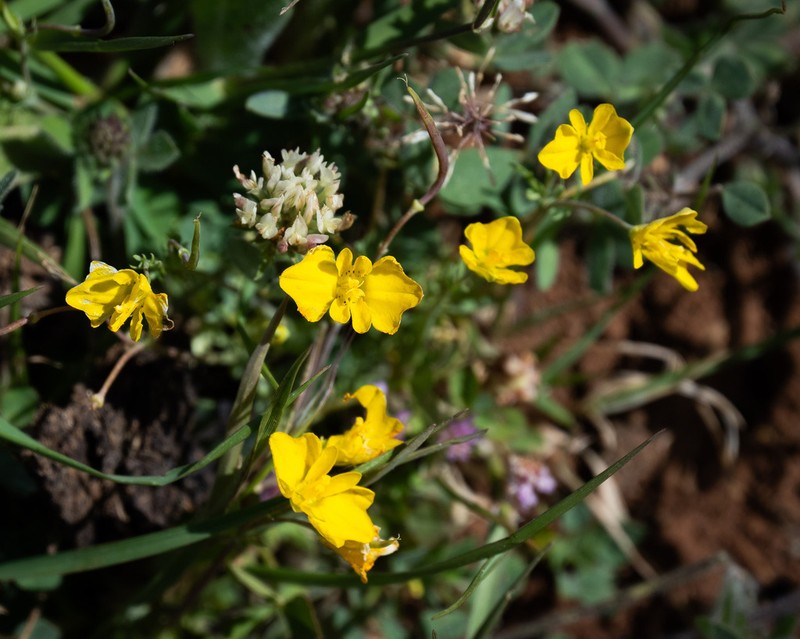 Hypecoum dimidiatum photo 3