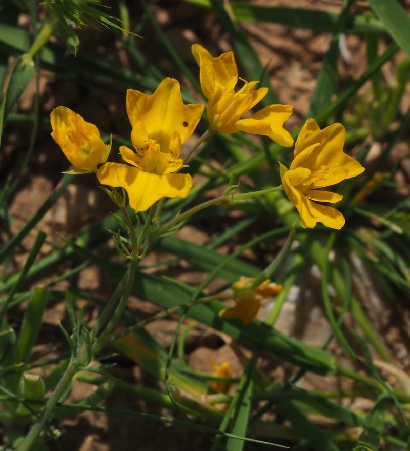 Hypecoum dimidiatum photo 4