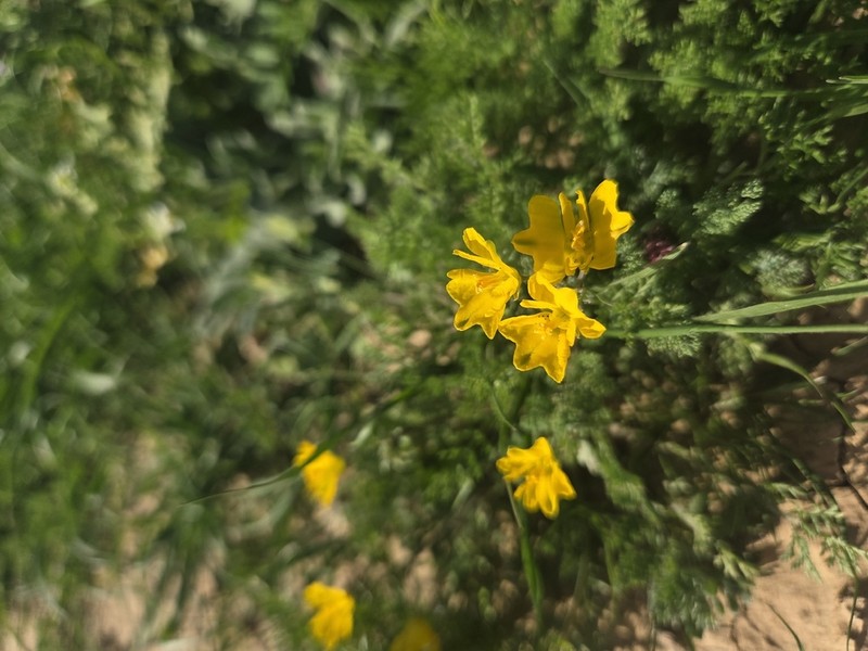 Hypecoum dimidiatum photo 5