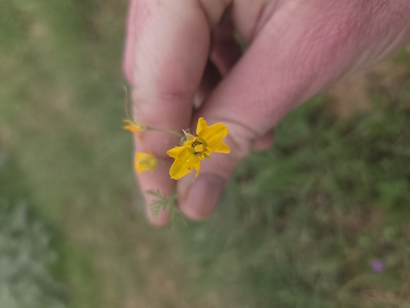 Hypecoum dimidiatum photo 6
