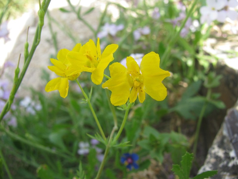 Hypecoum dimidiatum photo 8