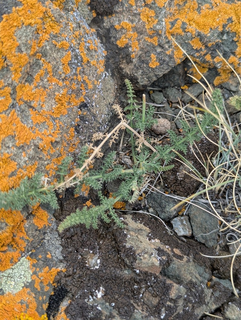 Hypecoum erectum photo 3