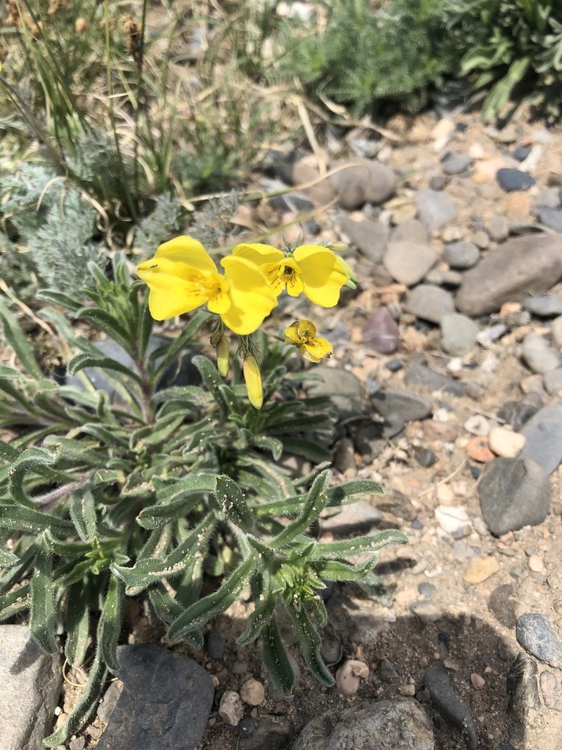 Hypecoum erectum photo 7
