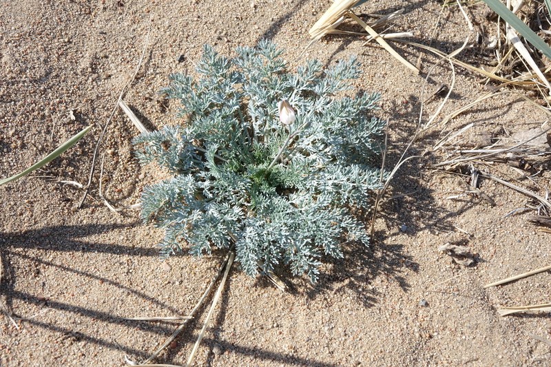 Hypecoum lactiflorum photo 2