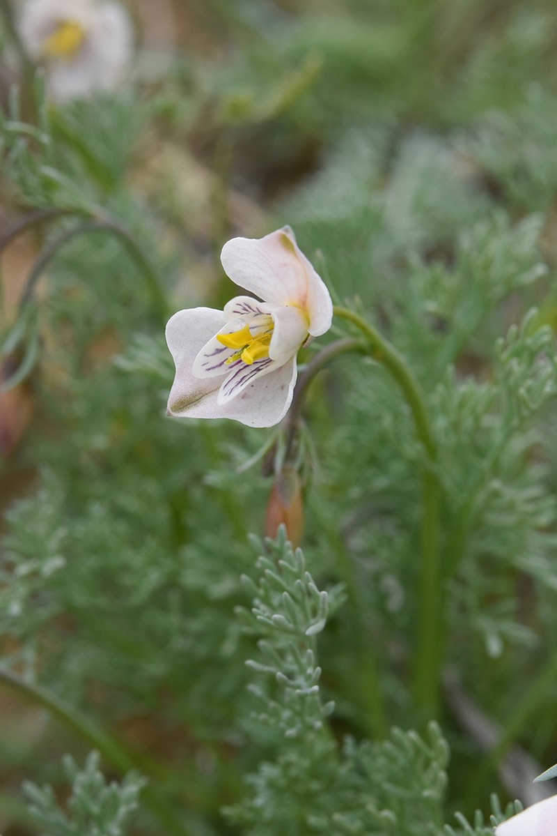 Hypecoum lactiflorum photo 3