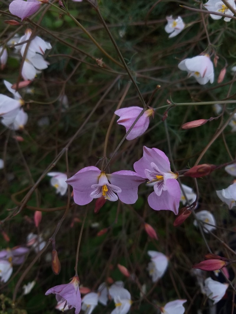 Hypecoum lactiflorum photo 4