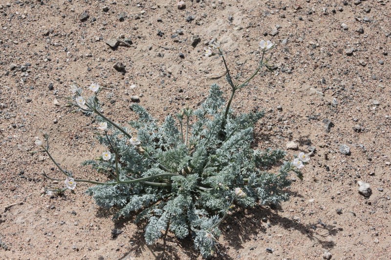 Hypecoum lactiflorum photo 5