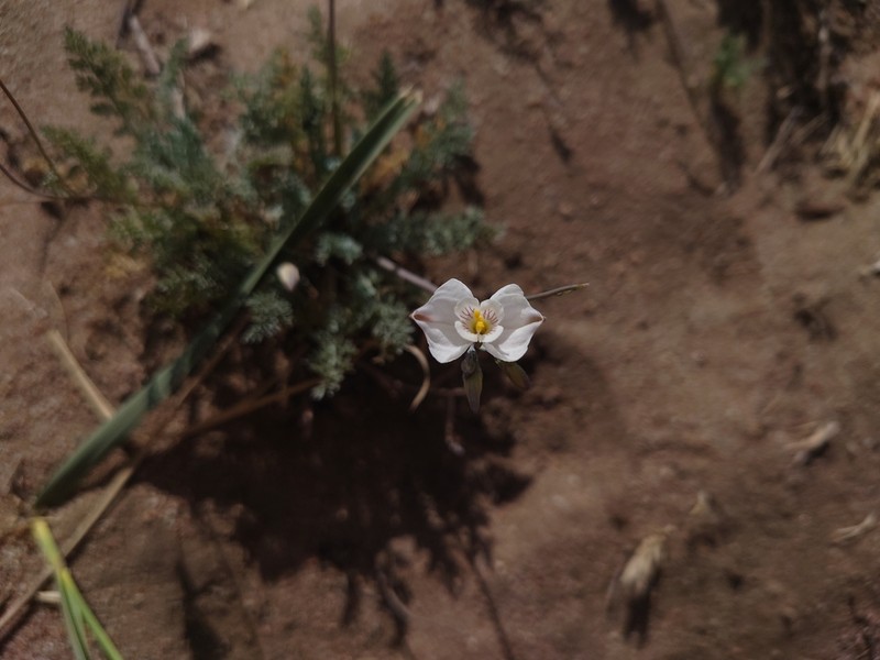 Hypecoum lactiflorum photo 6
