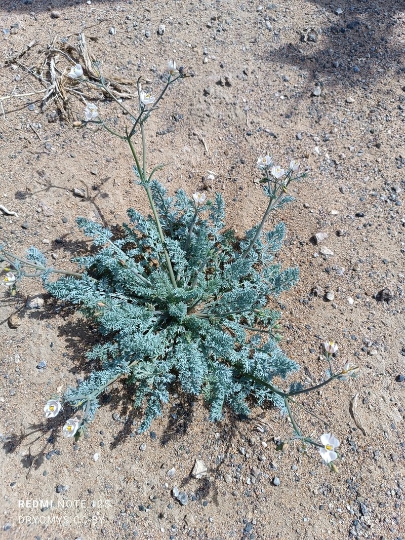 Hypecoum lactiflorum photo 7