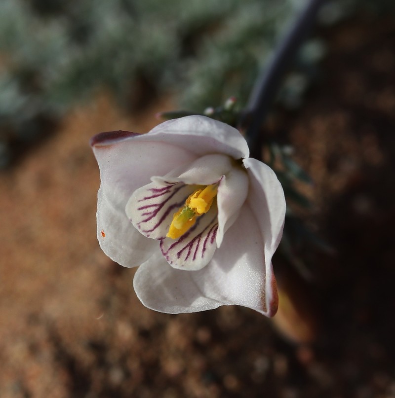 Hypecoum lactiflorum photo 8