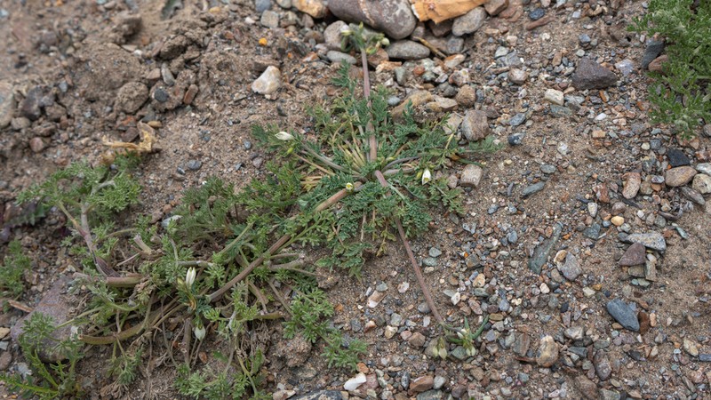 Hypecoum leptocarpum photo 3