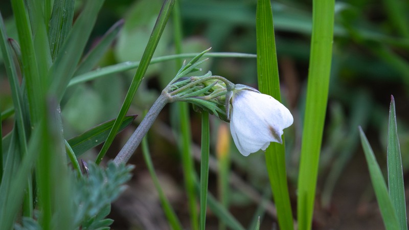 Hypecoum leptocarpum photo 4