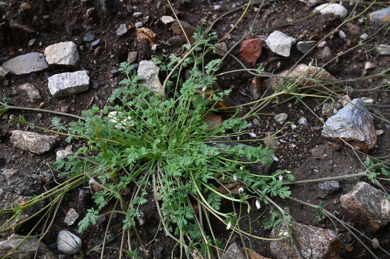 Hypecoum leptocarpum photo 5