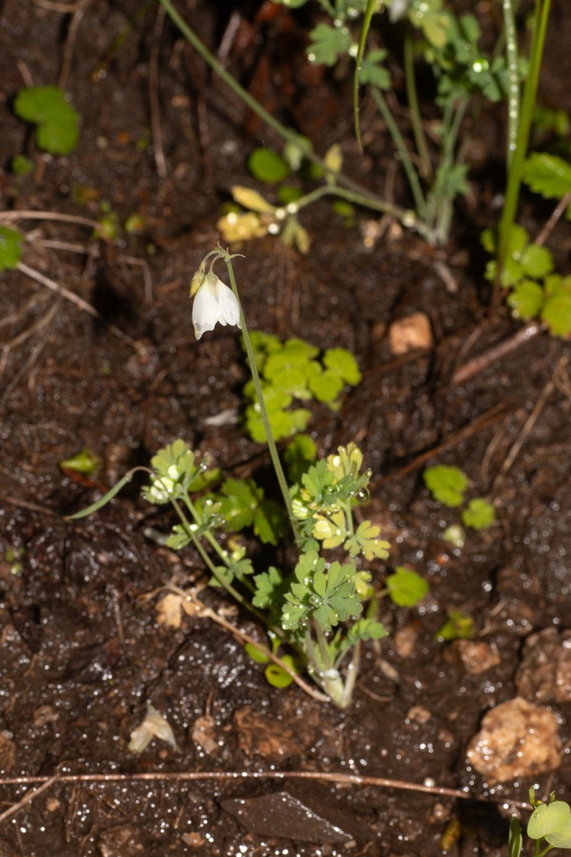 Hypecoum leptocarpum photo 6
