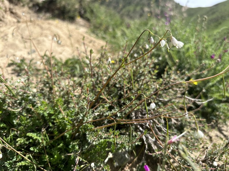 Hypecoum leptocarpum photo 8