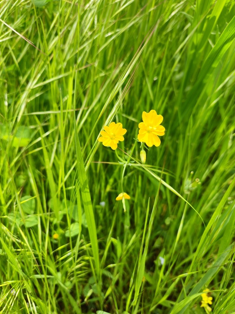 Hypecoum procumbens photo 2