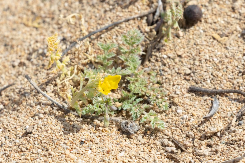 Hypecoum procumbens photo 3