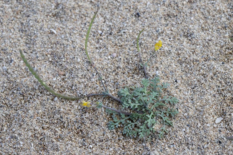 Hypecoum procumbens photo 4
