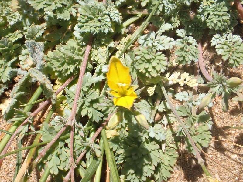 Hypecoum procumbens photo 5
