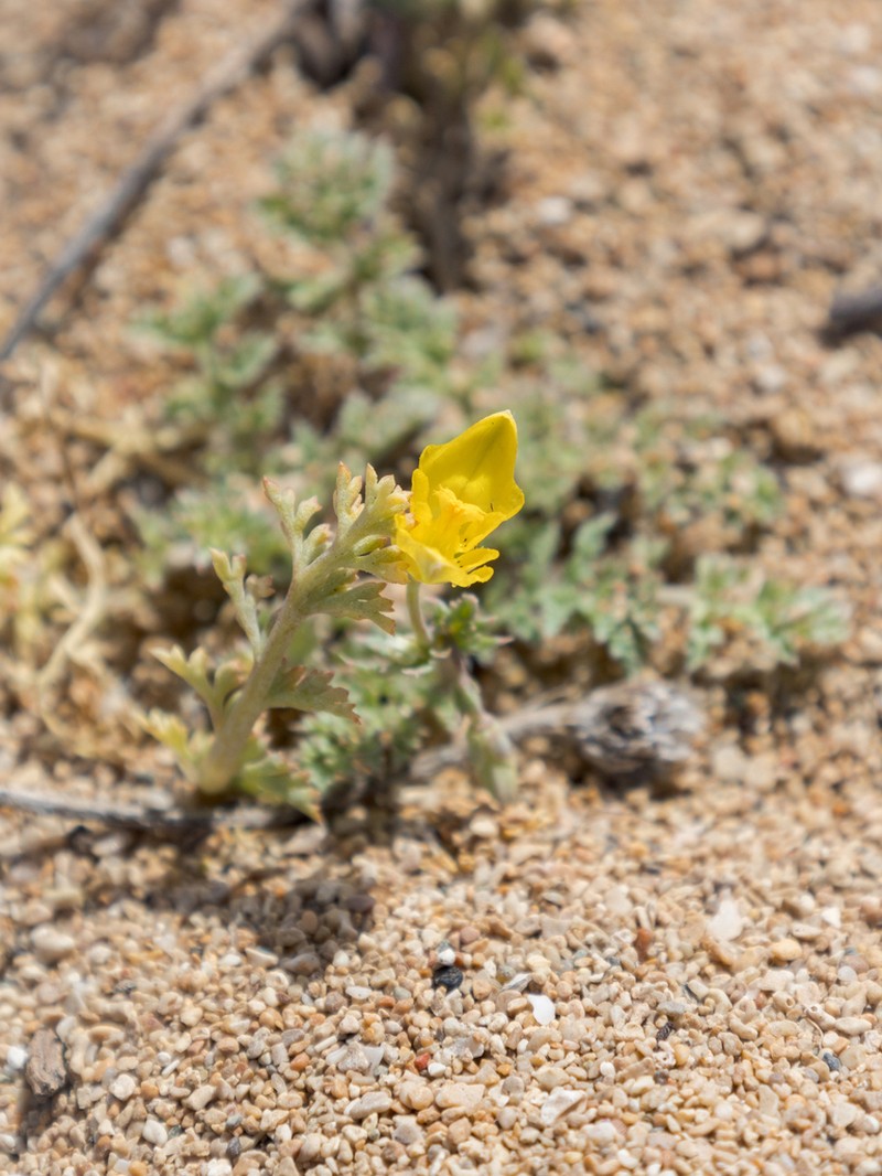 Hypecoum procumbens photo 6