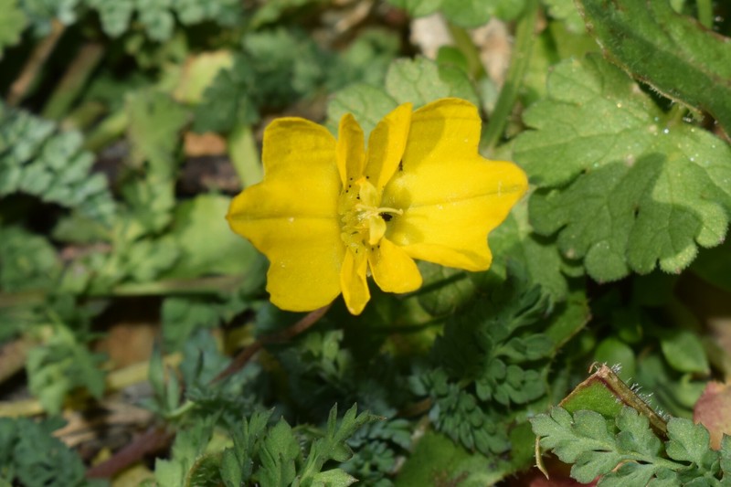 Hypecoum procumbens subsp. atropunctatum