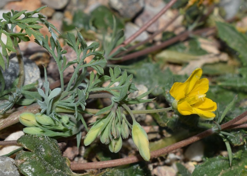 Hypecoum procumbens subsp. atropunctatum photo 2