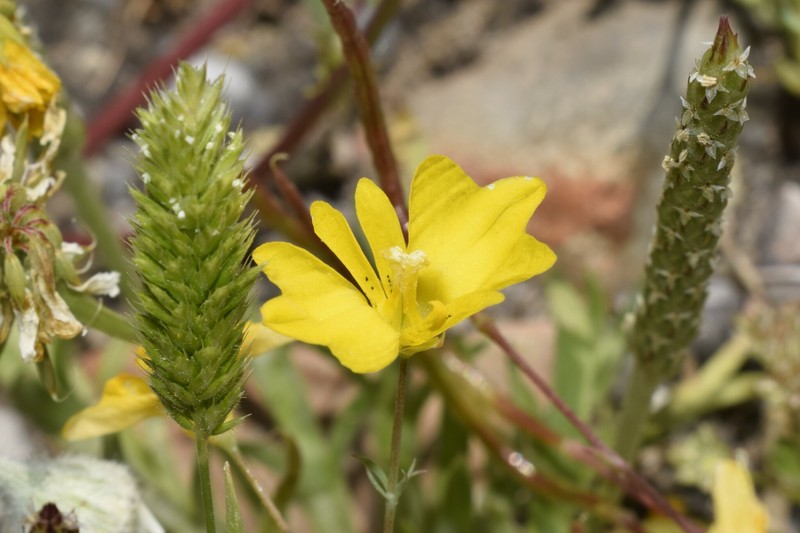 Hypecoum procumbens subsp. atropunctatum photo 3