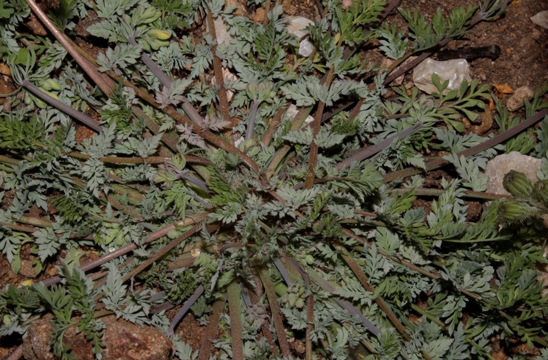 Hypecoum procumbens subsp. atropunctatum photo 4