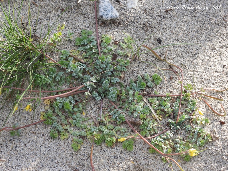 Hypecoum procumbens subsp. procumbens