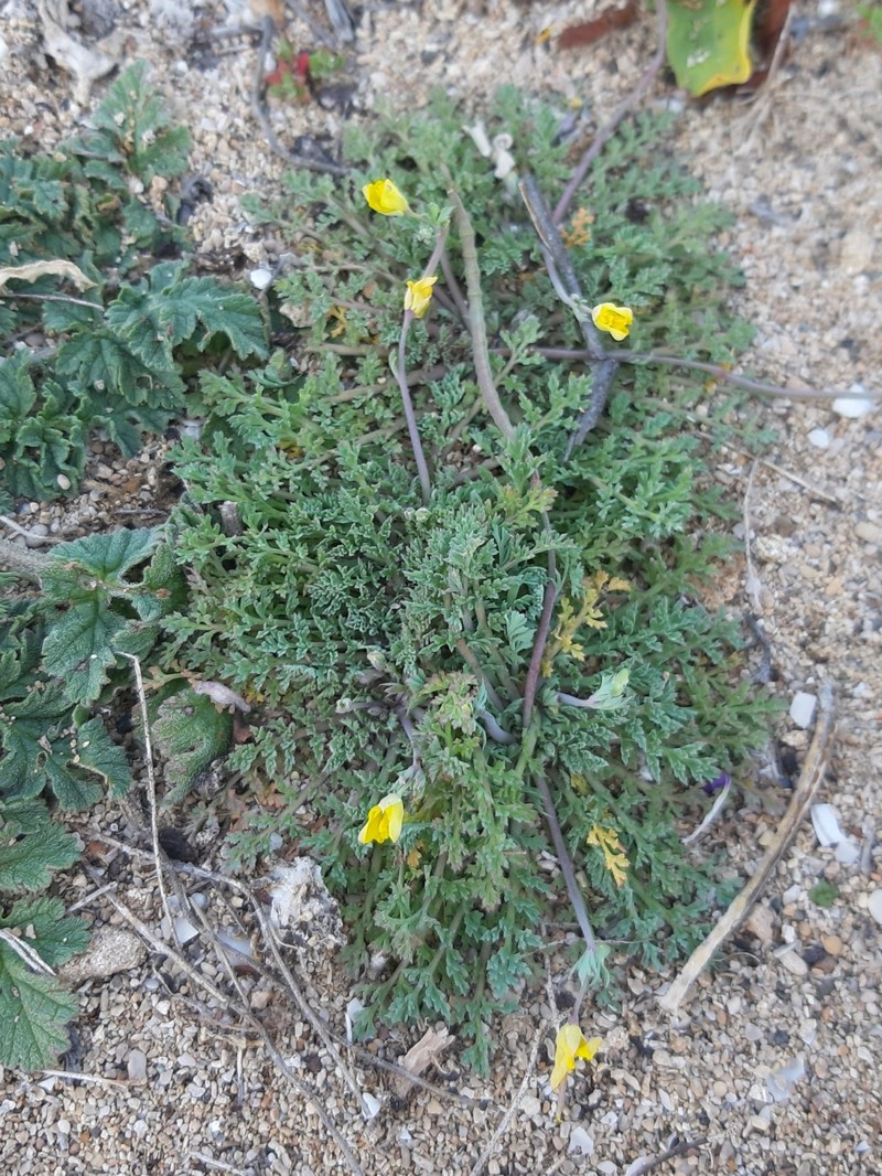 Hypecoum procumbens subsp. procumbens photo 2