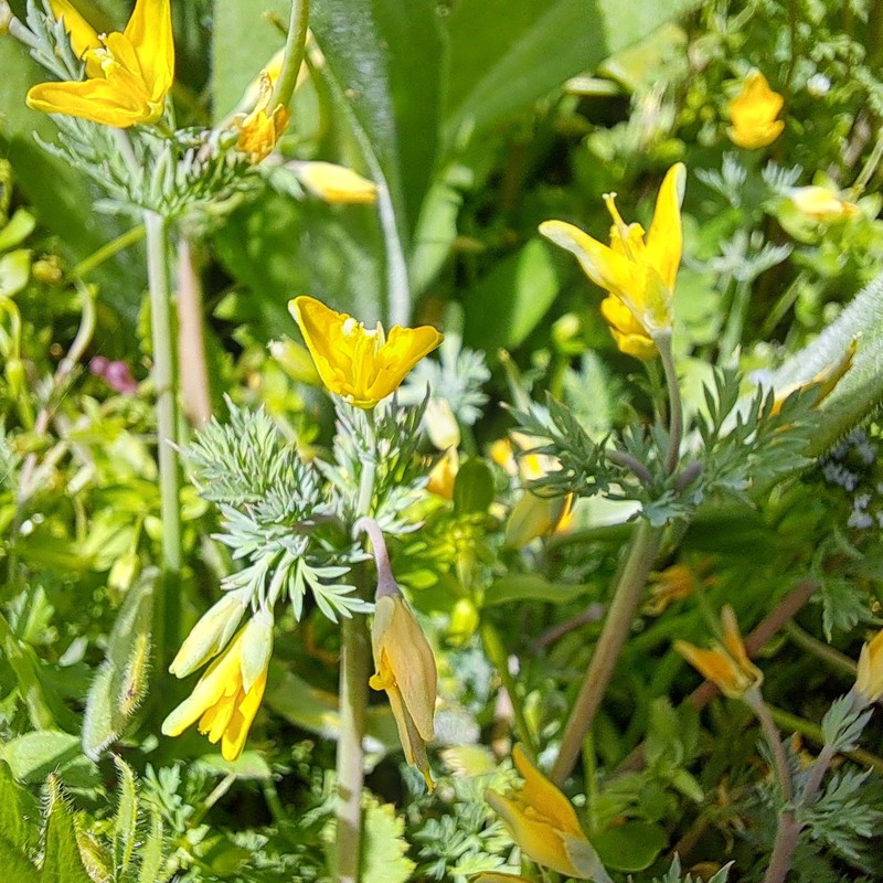 Hypecoum procumbens subsp. procumbens photo 3