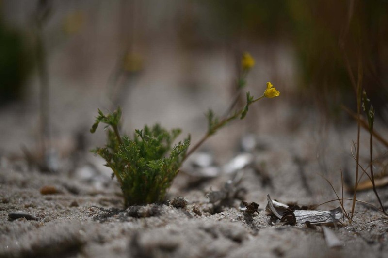 Hypecoum procumbens subsp. procumbens photo 4