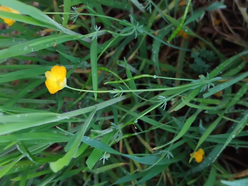 Hypecoum pseudograndiflorum