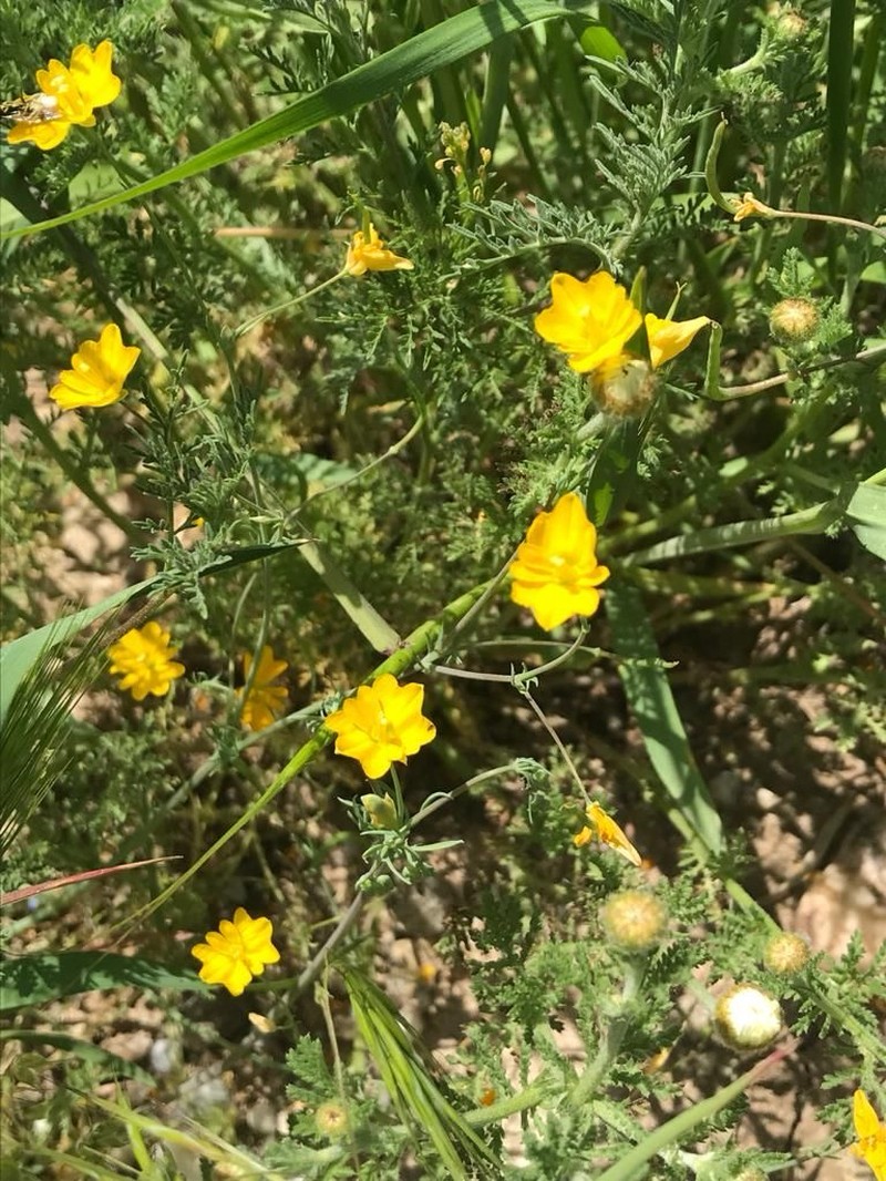 Hypecoum pseudograndiflorum photo 2