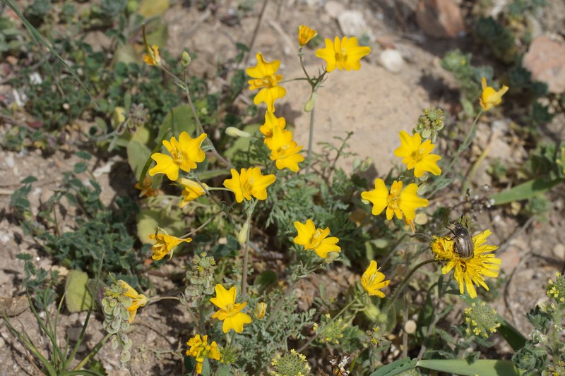 Hypecoum pseudograndiflorum photo 3