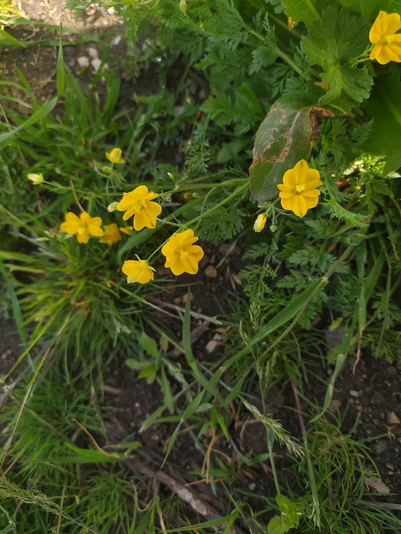Hypecoum pseudograndiflorum photo 4